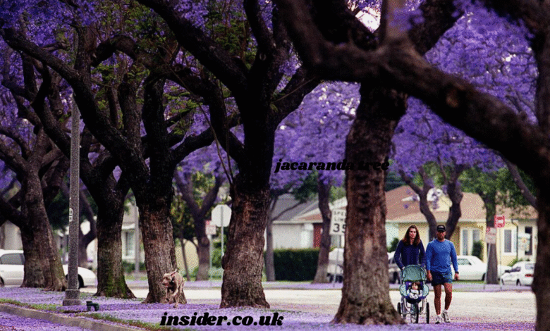 jacaranda tree