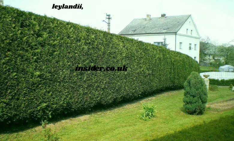 leylandii,
