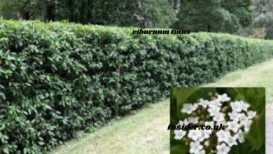 viburnum tinus