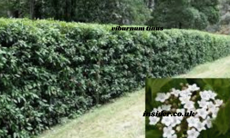 viburnum tinus