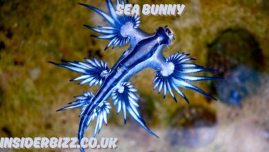 sea bunny