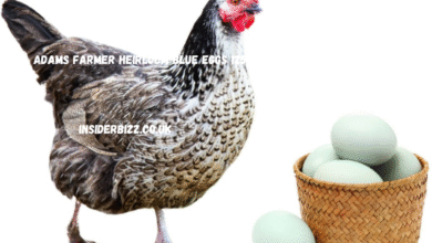 adams farmer heirloom blue eggs 12524