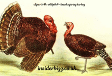 clipart:t4h-x66pih4= thanksgiving turkey